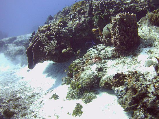 Paseo El Cedral Reef